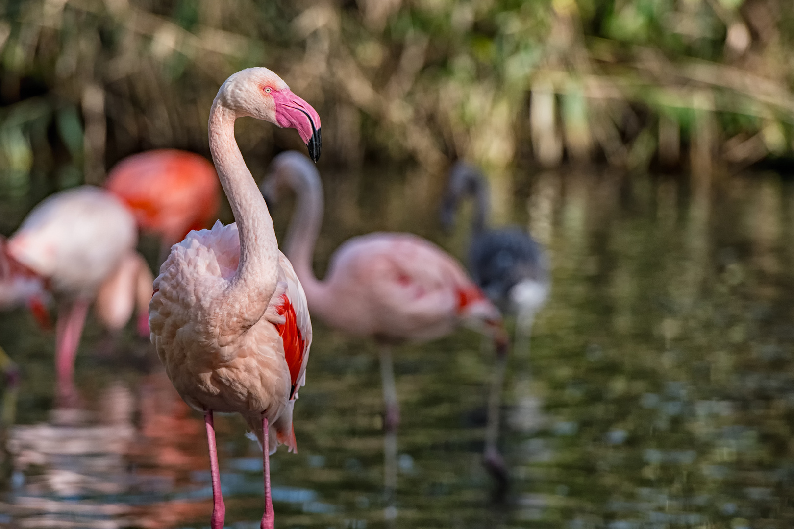 Pretty Flamingo