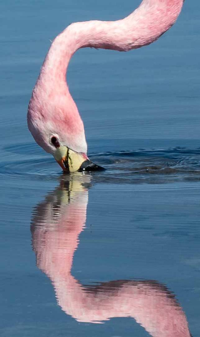 Pretty Flamingo!