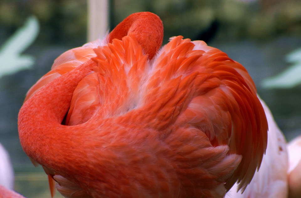 Pretty Flamingo II