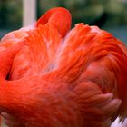 Pretty Flamingo II