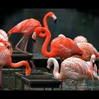 [pretty flamingos]