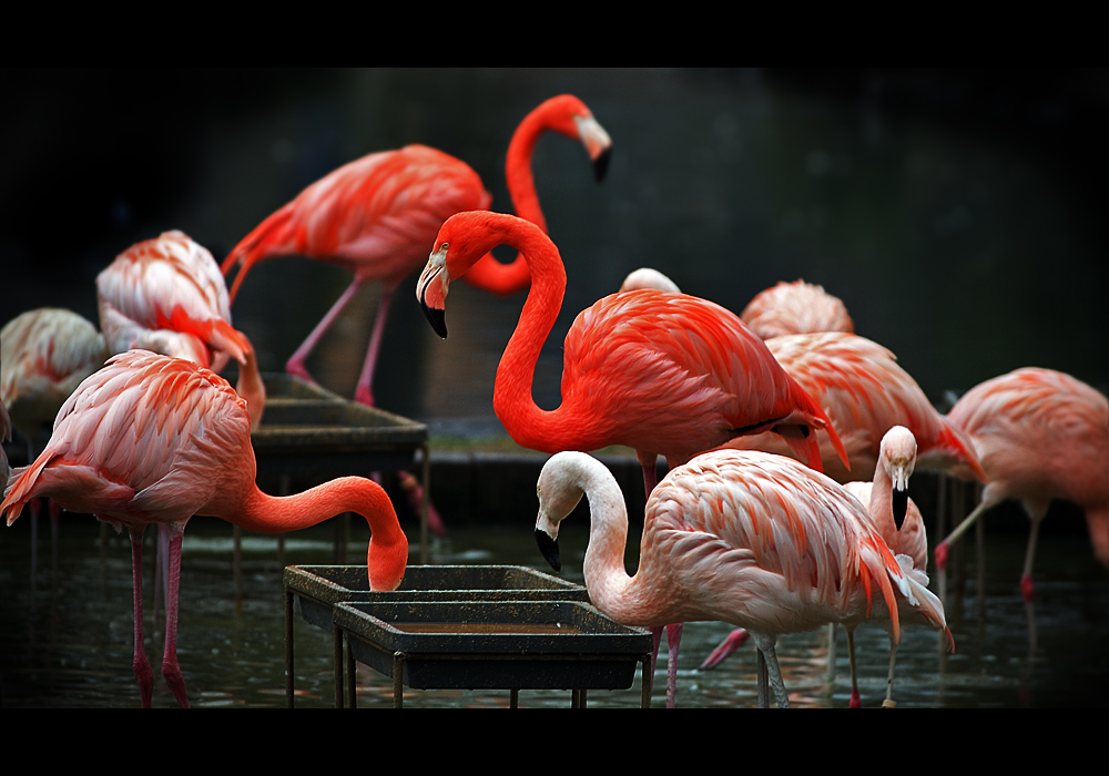 [pretty flamingos]