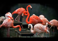 [pretty flamingos]