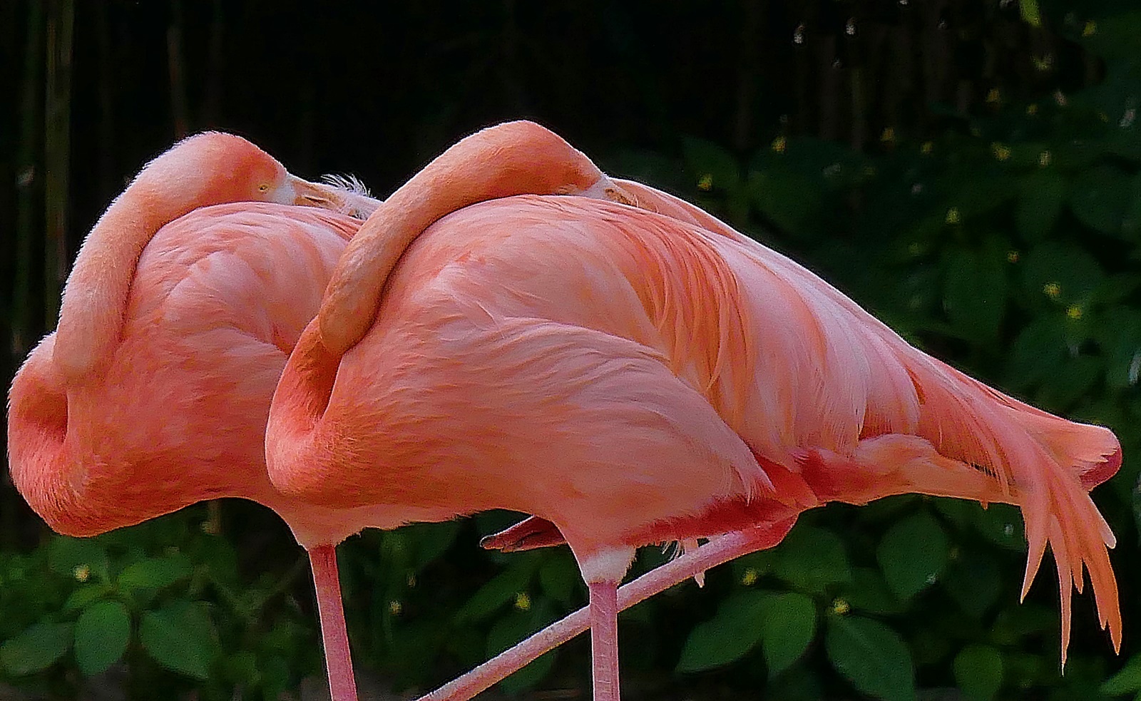 Pretty Flamingos!