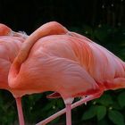 Pretty Flamingos!