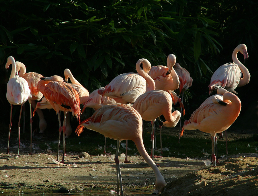Pretty Flamingos