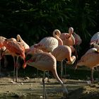 Pretty Flamingos