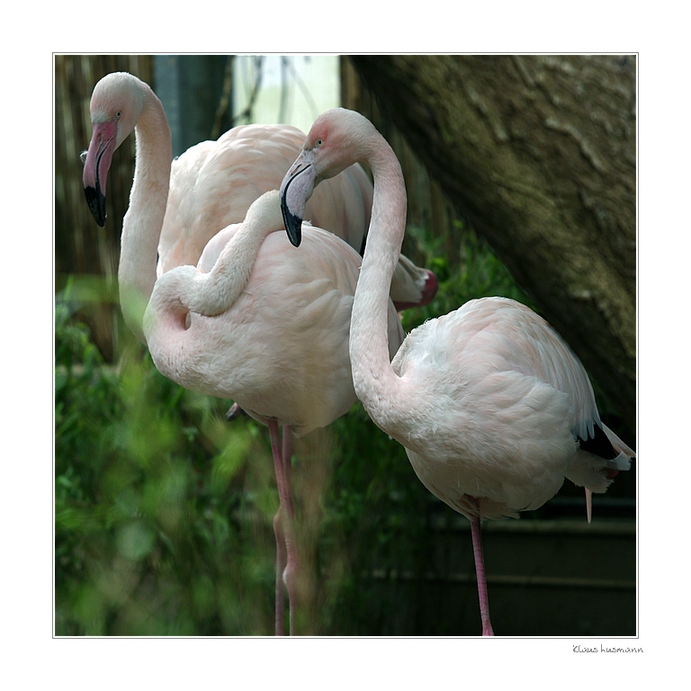 Pretty Flamingos . . .