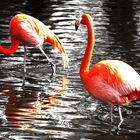 Pretty Flamingos