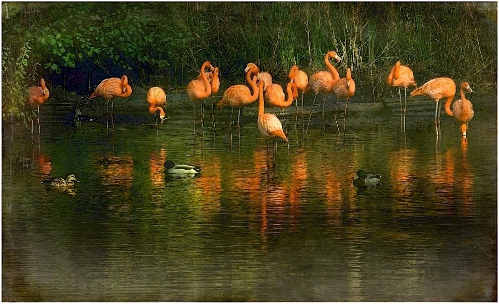 ~~Pretty Flamingos~~