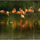 ~~Pretty Flamingos~~