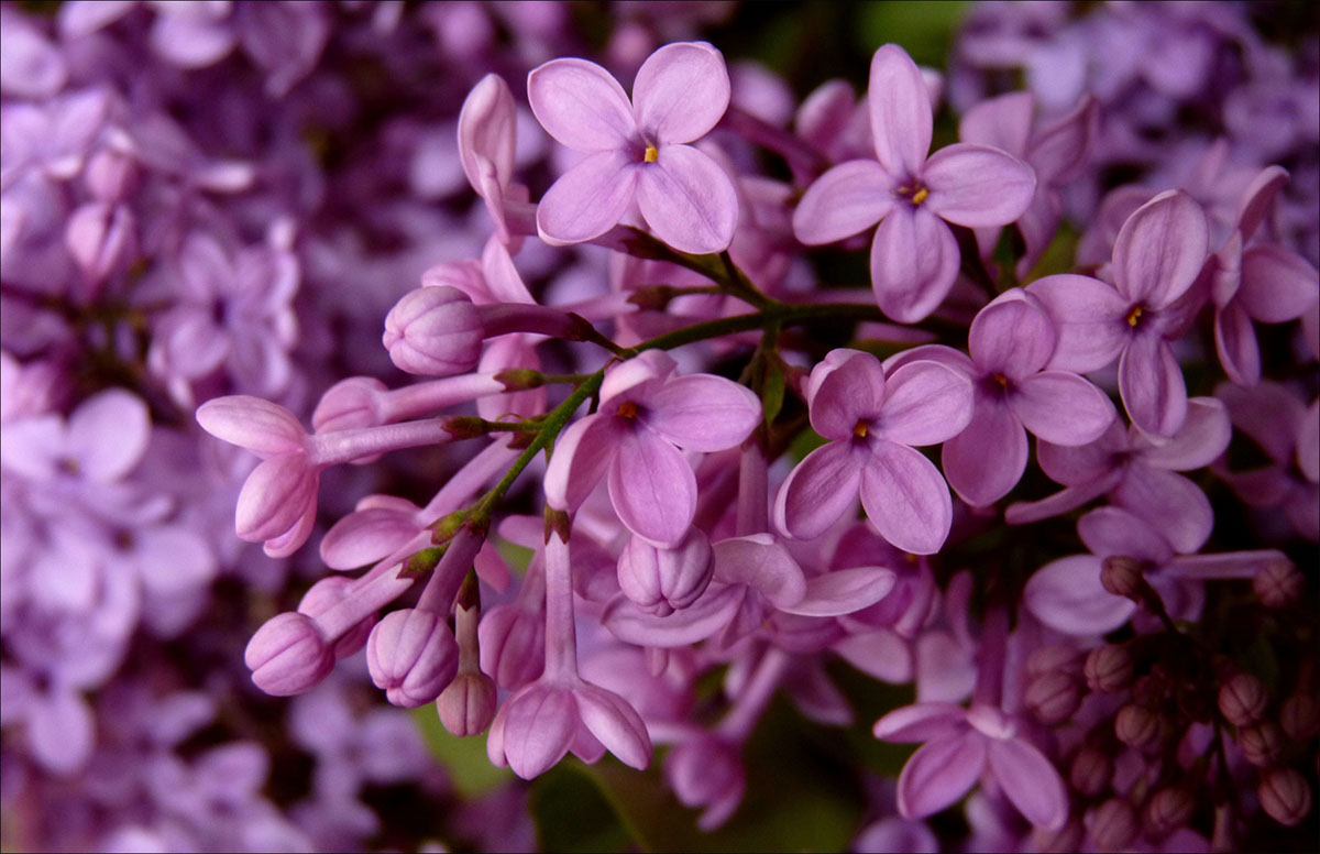 Pretty flowers