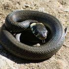 pretty grass snake