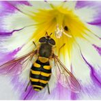 Pretty hoverfly