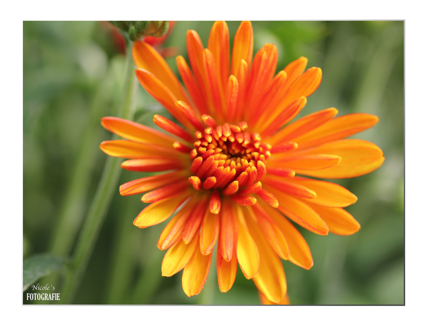 Pretty in Orange