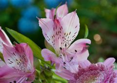 pretty in pink