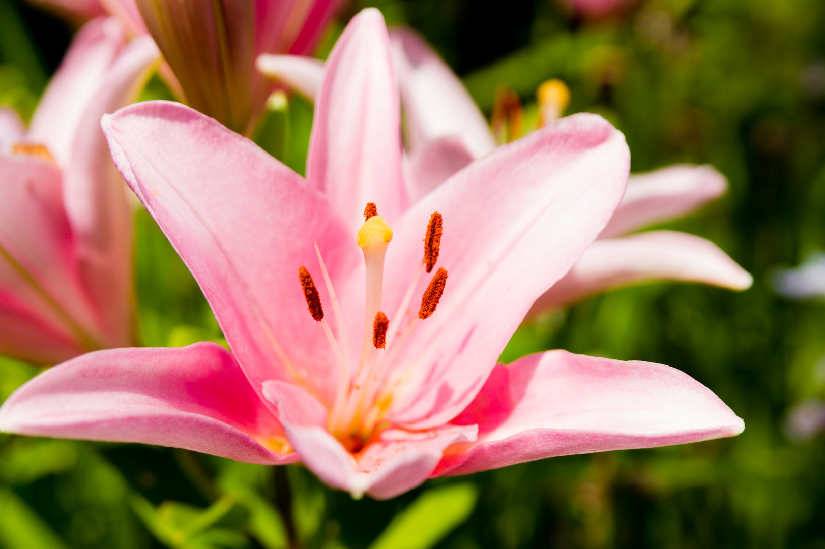 Pretty in Pink