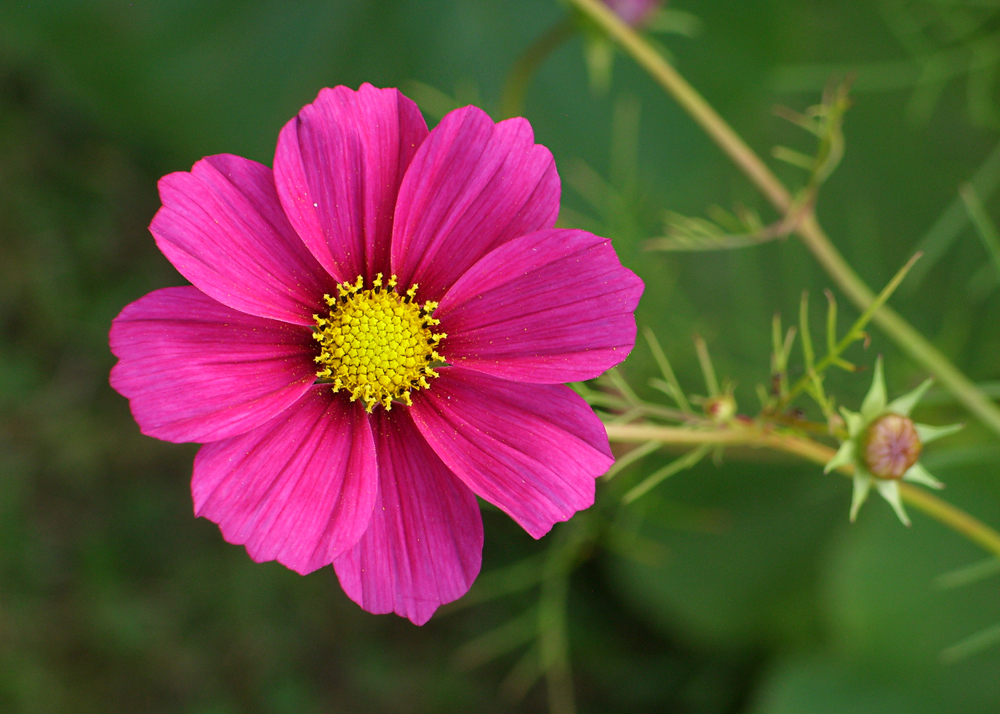 Pretty in pink