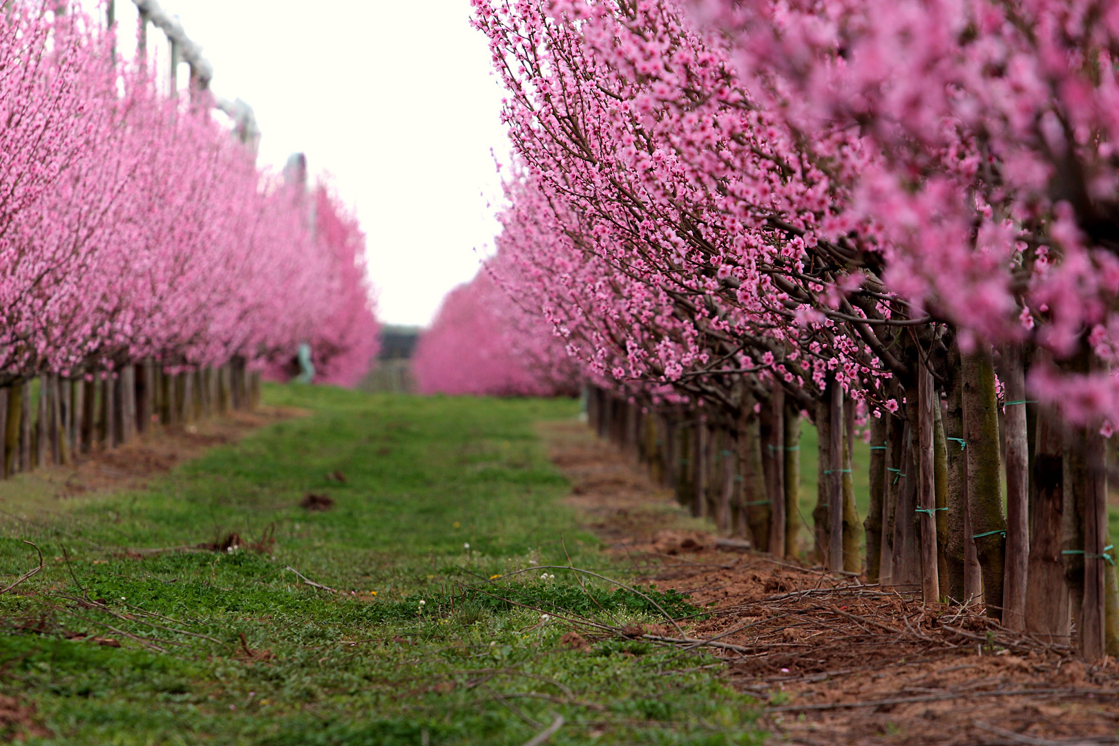 Pretty in pink