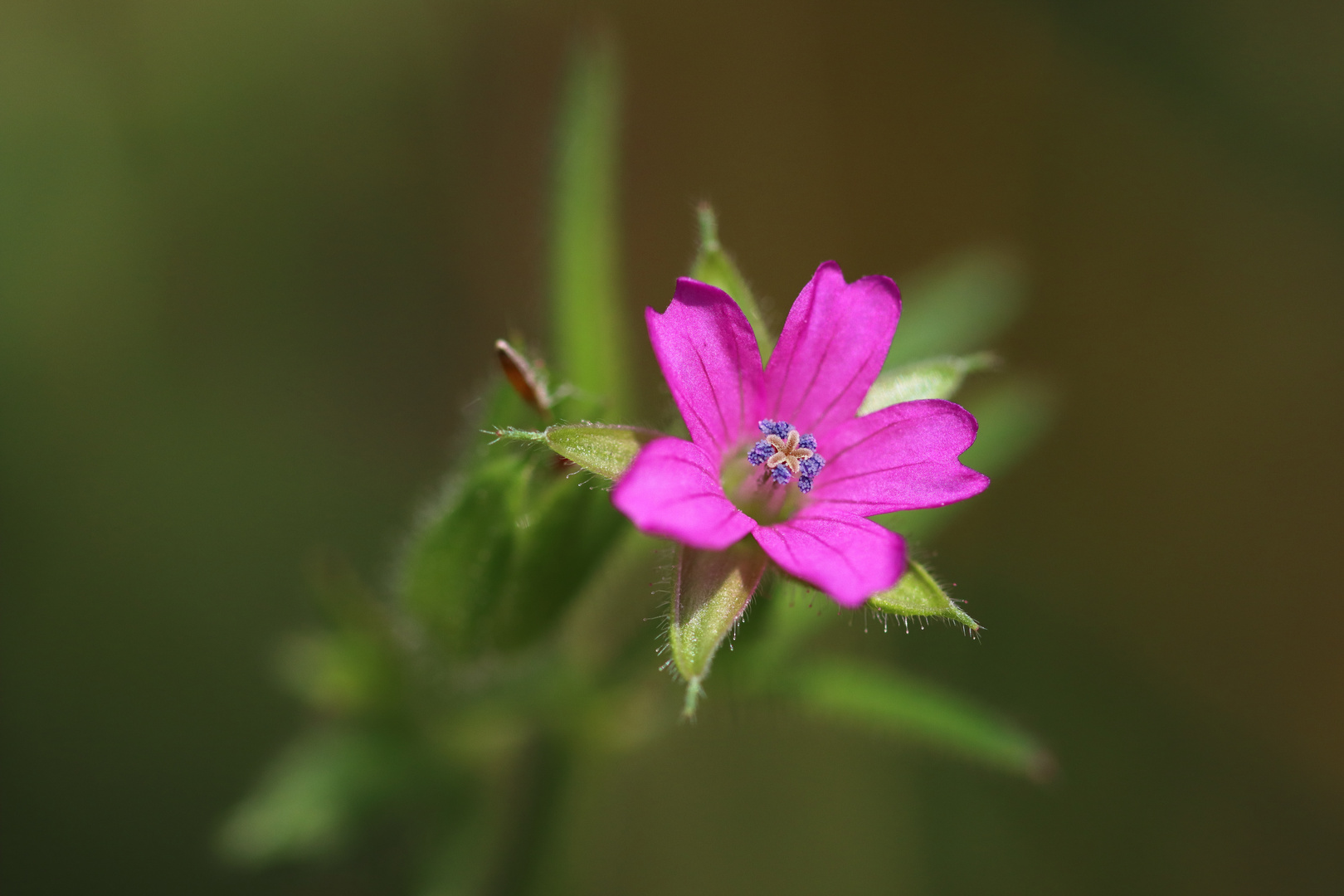 Pretty in pink...