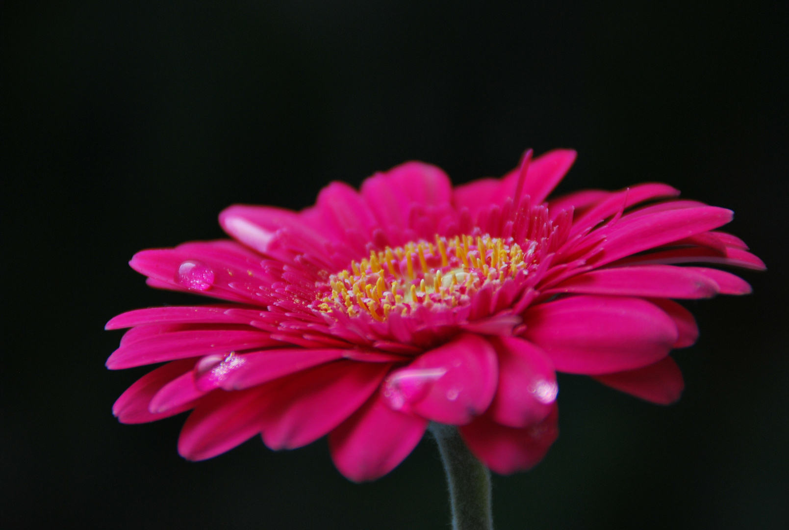 Pretty in Pink