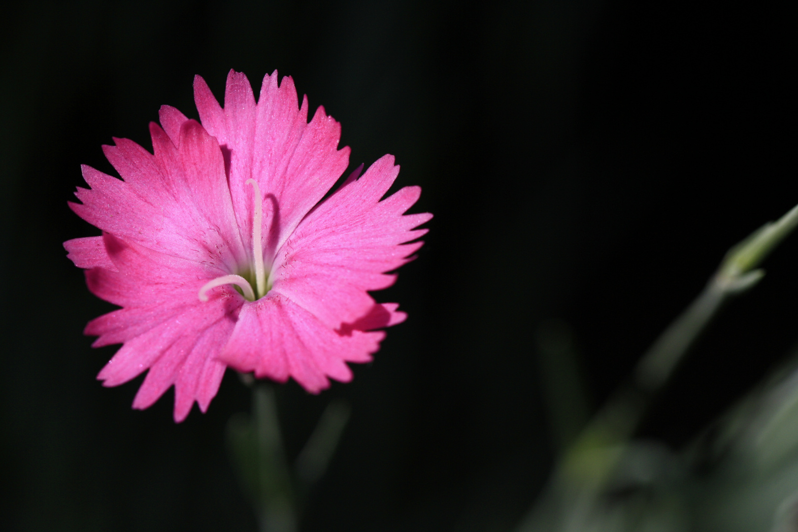 Pretty in Pink 2