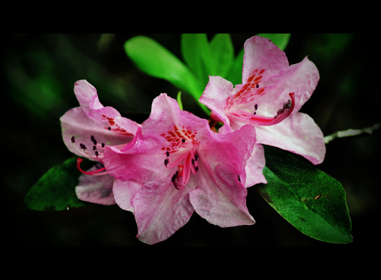 pretty in pink