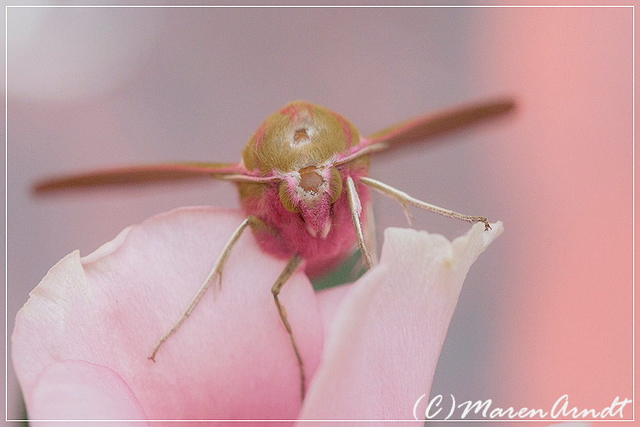 Pretty in Pink