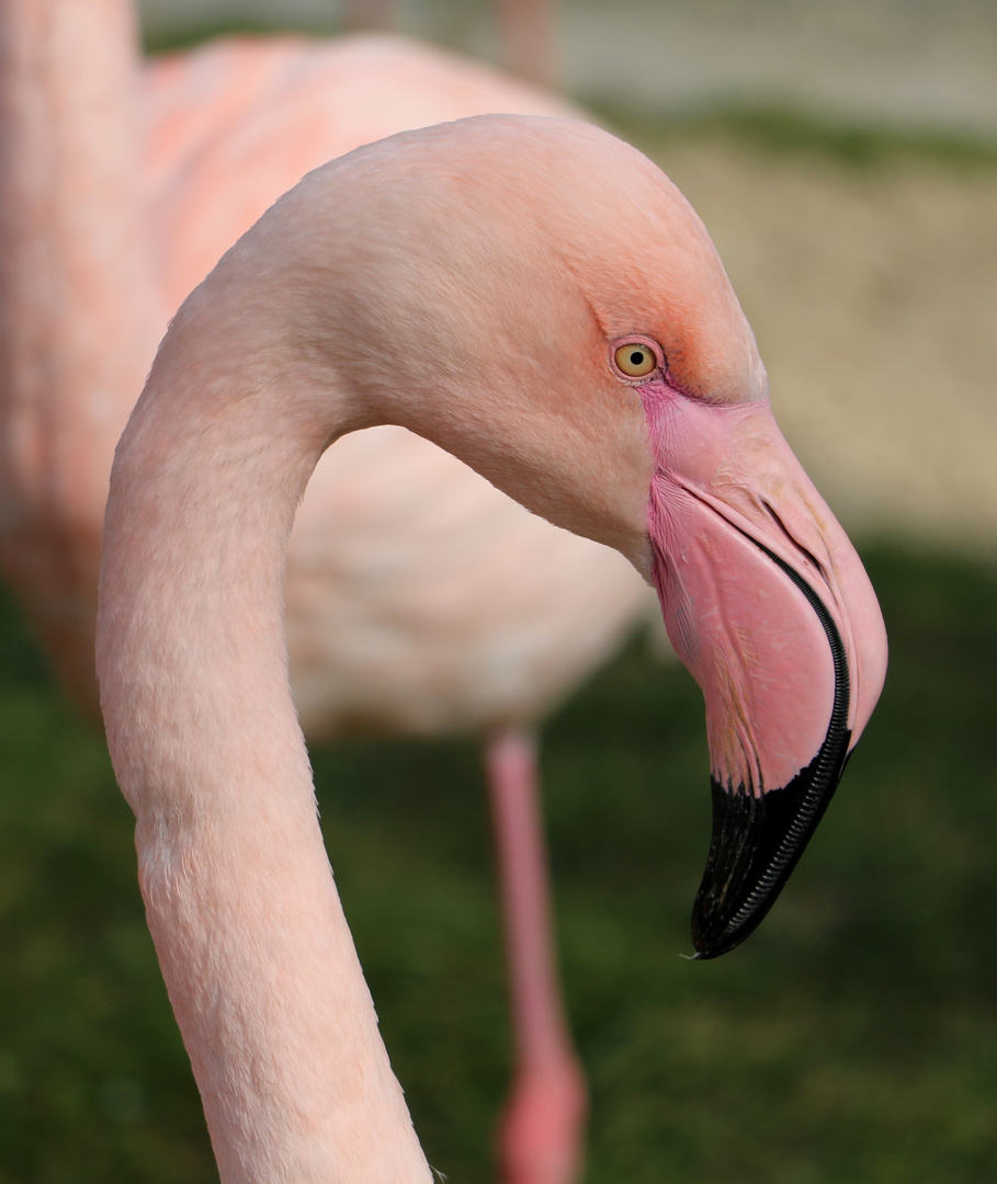 pretty in pink