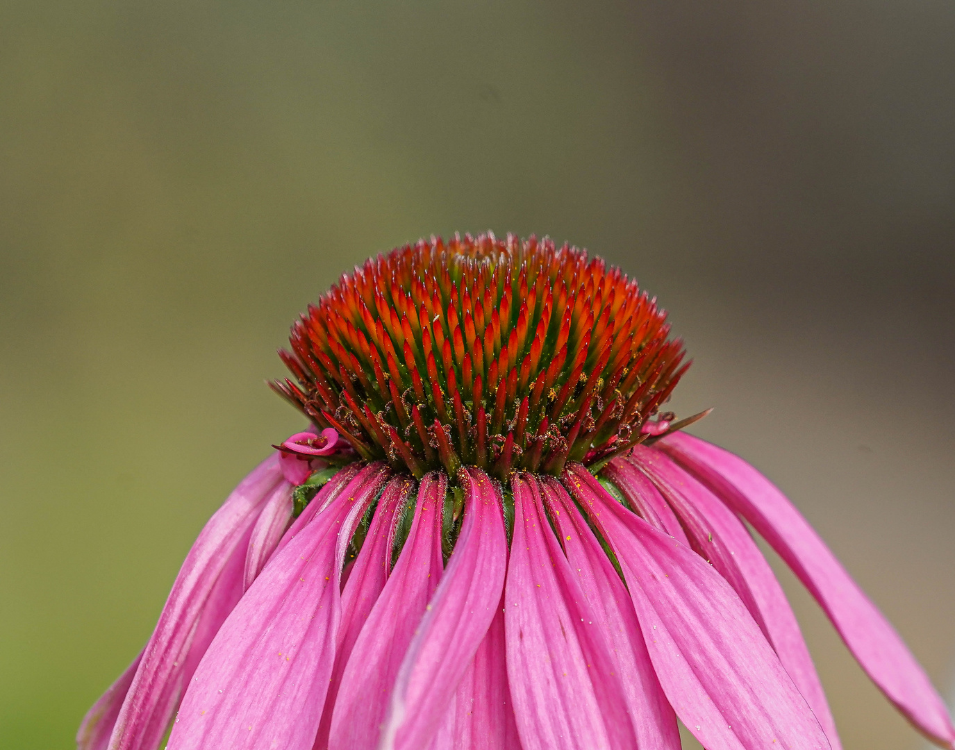 Pretty in Pink