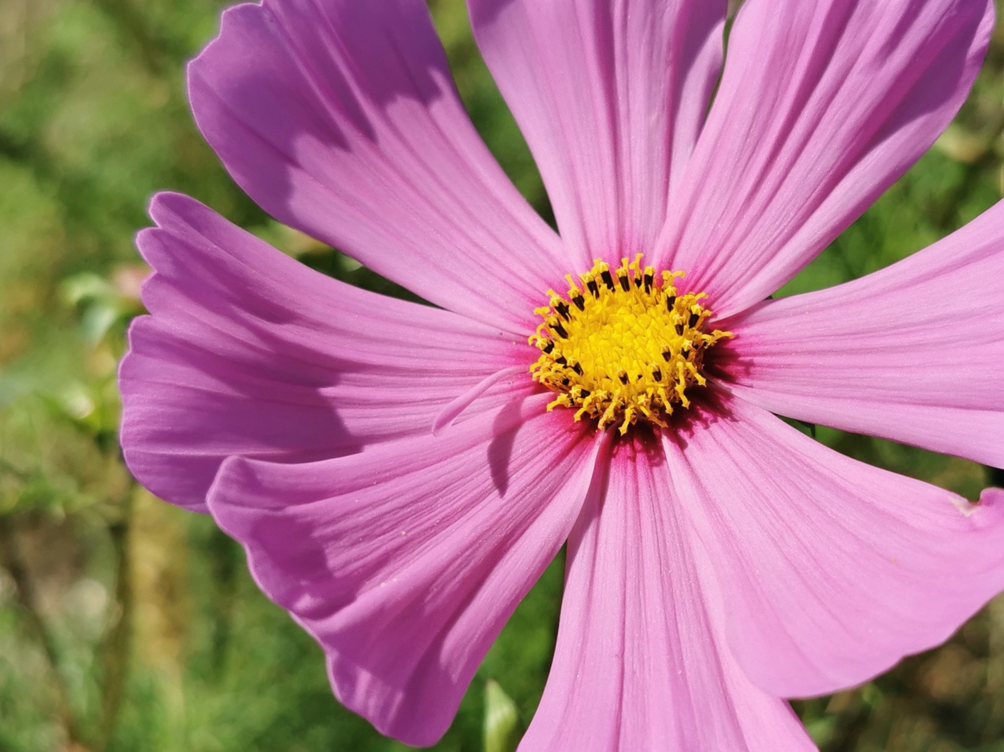 Pretty in pink 4 mit anderem Ausschnitt