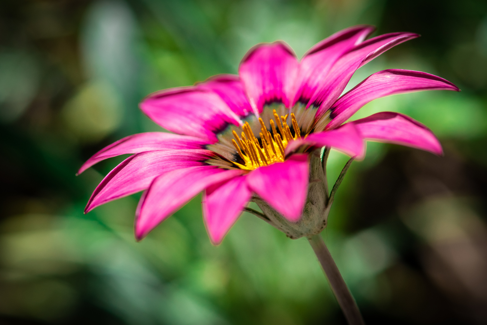 Pretty in Pink