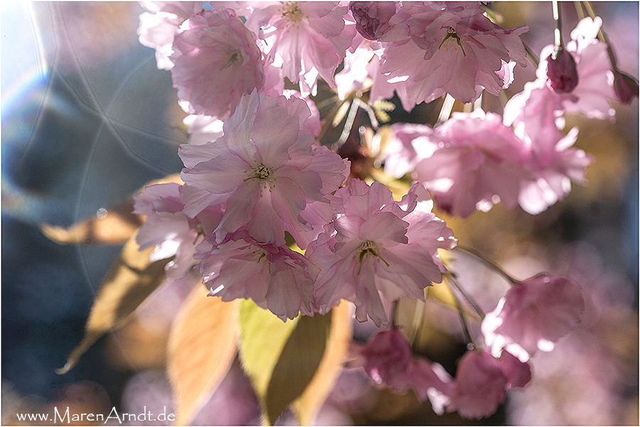 Pretty in Pink