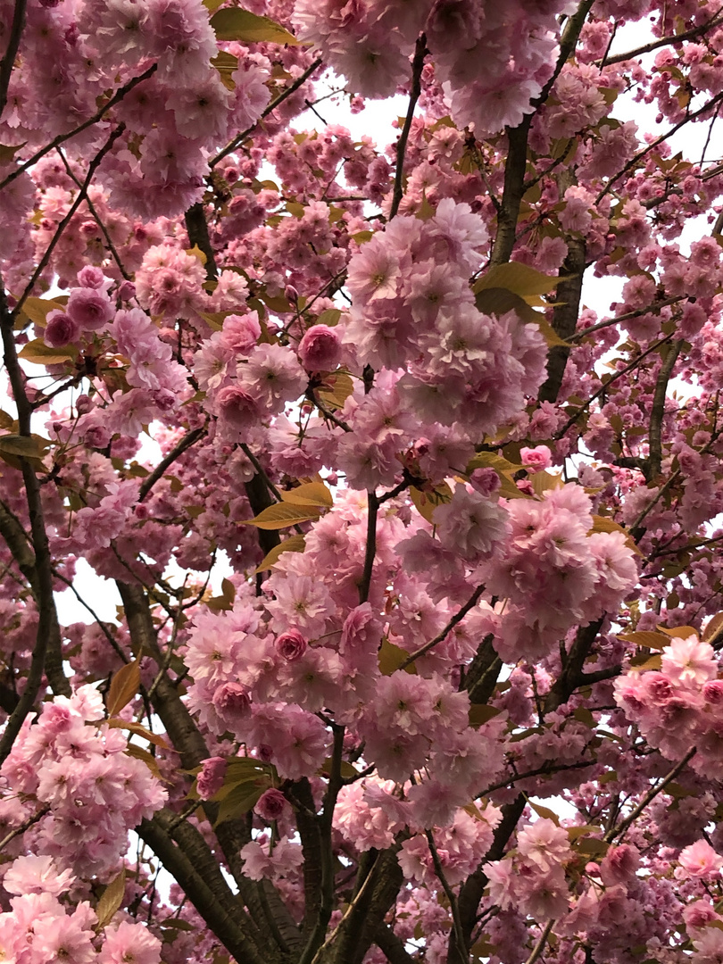 pretty in pink