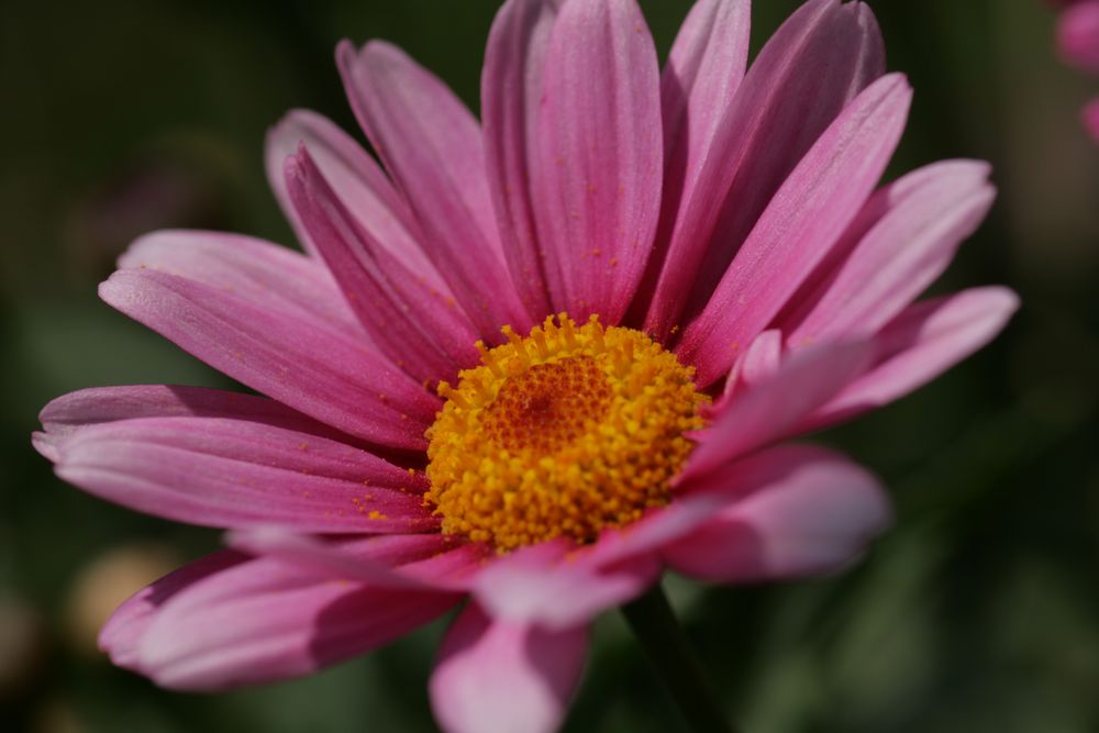 pretty in pink