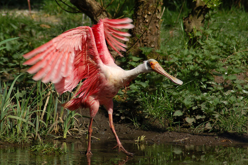 Pretty in pink