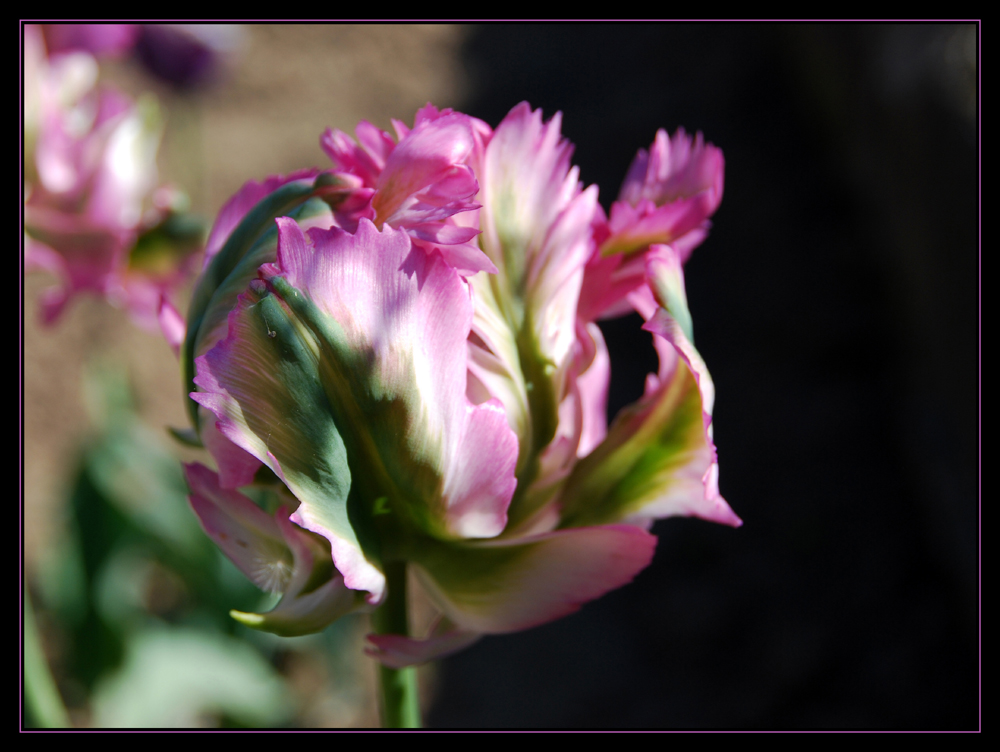 Pretty in Pink