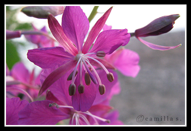 Pretty in pink