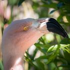 Pretty in pink