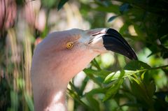 Pretty in pink