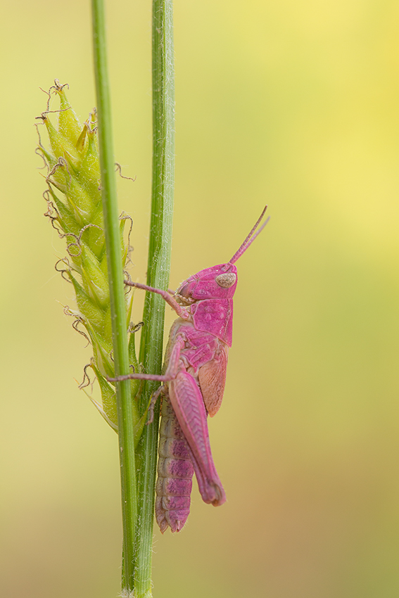 pretty in pink