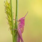 pretty in pink