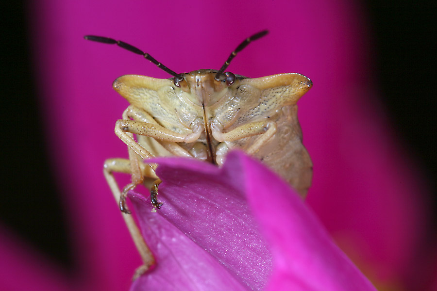 Pretty in Pink...