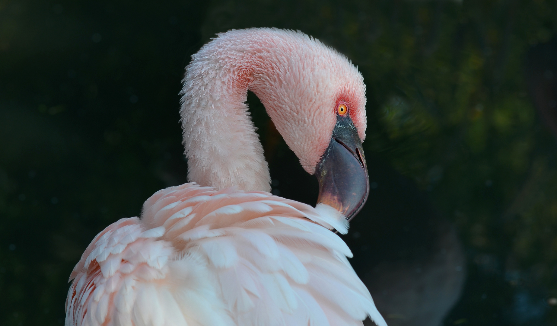 Pretty in Pink