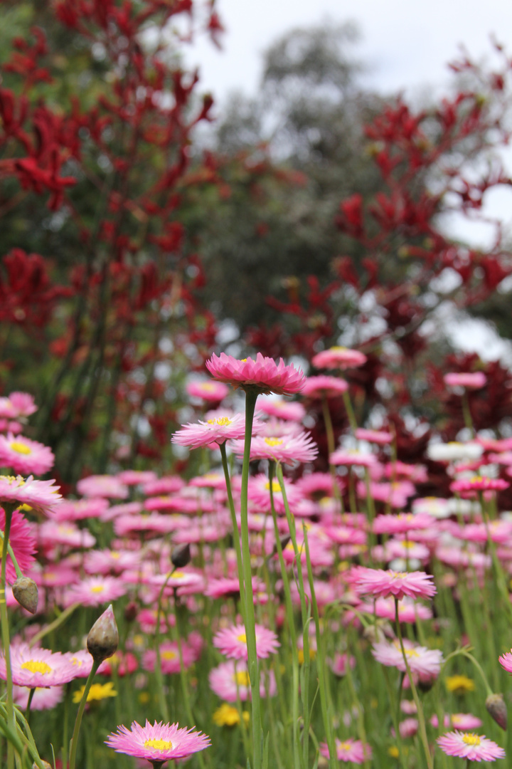 pretty in pink