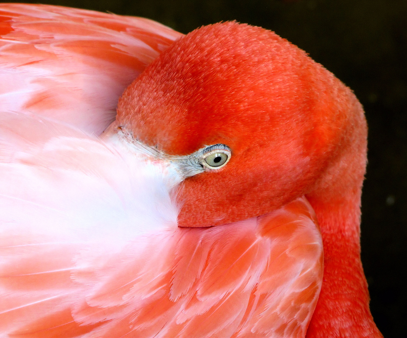 Pretty in Pink