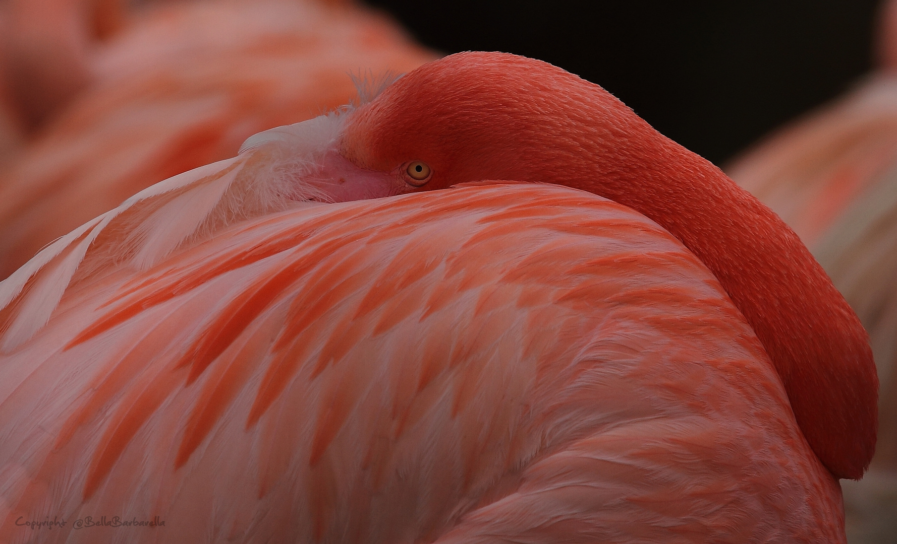 Pretty in Pink