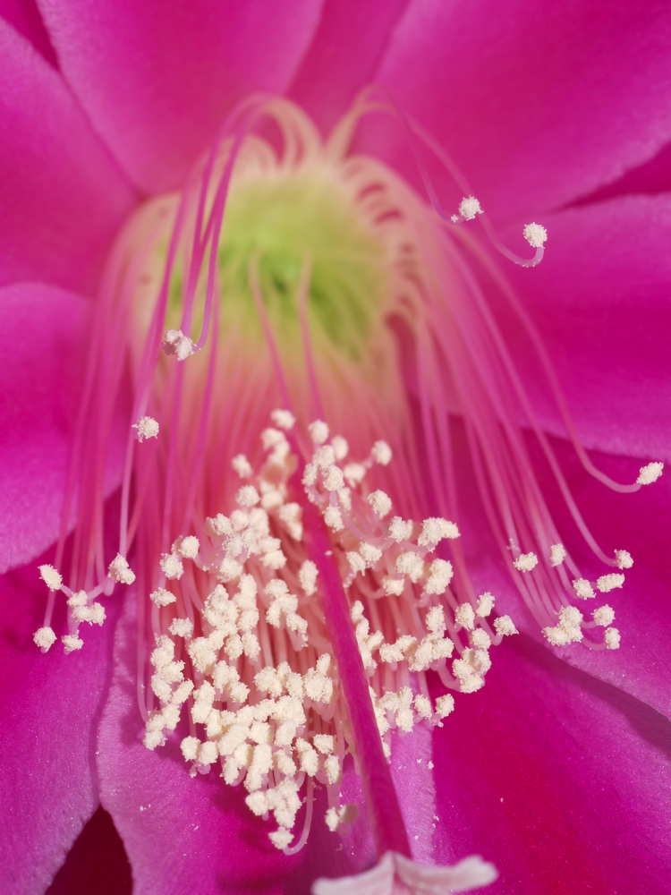 Pretty in Pink