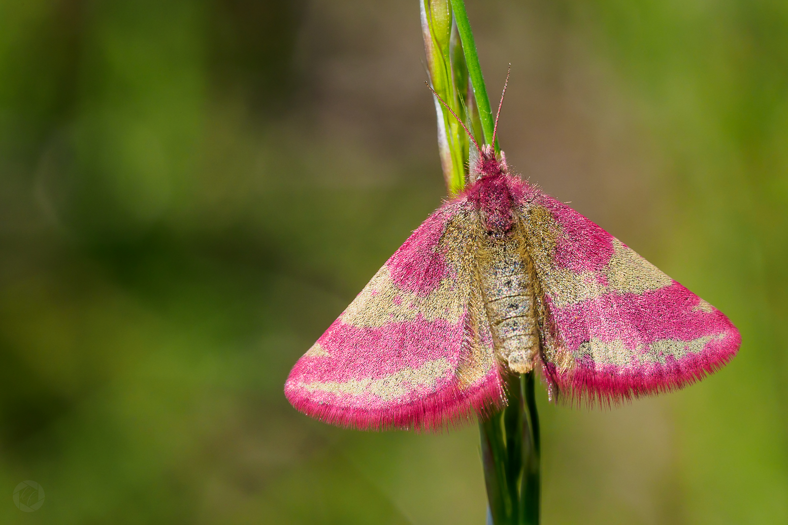 Pretty in pink 