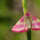 Pretty in pink 